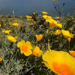 Meet your Posher, Lucy